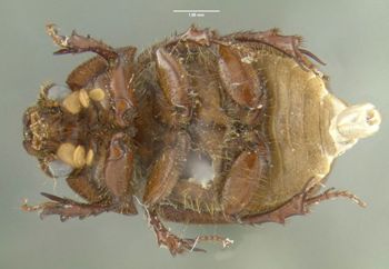 Media type: image;   Entomology 602050 Aspect: habitus ventral view